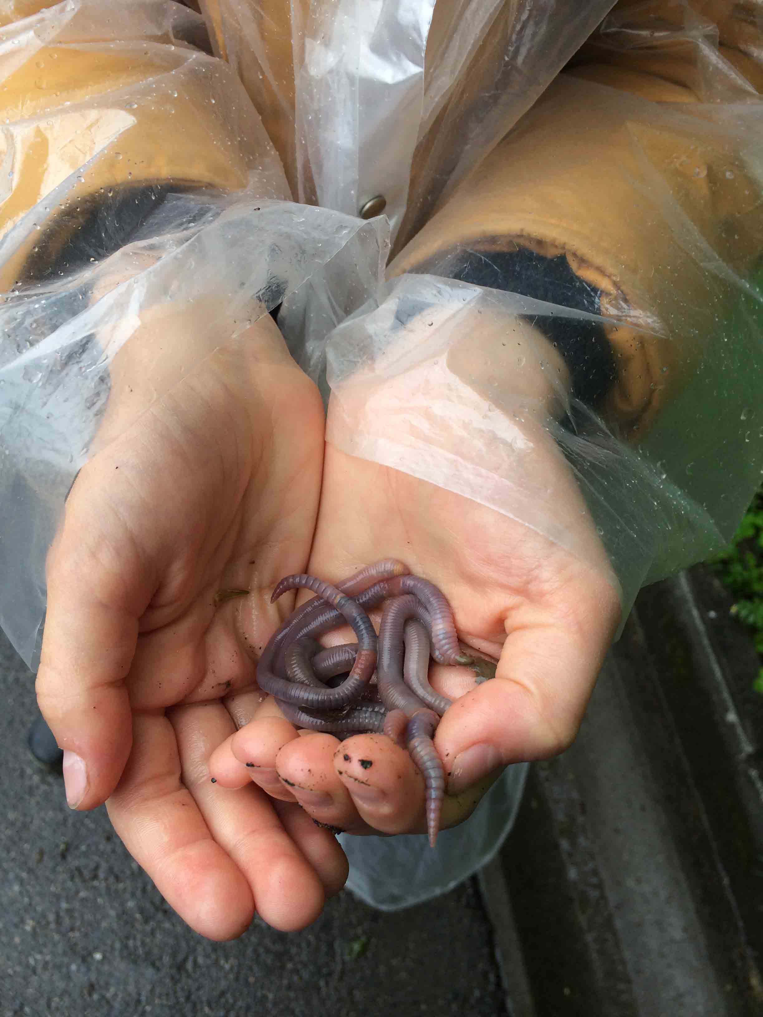 Observation des petites bêtes au potager
